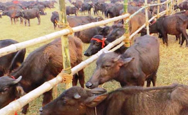 बजार अनुगमन : पशु बधशालालाई दर्ता गरेर मात्रै चलाउन निर्देशन